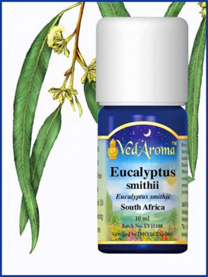 Evkaliptus smithii